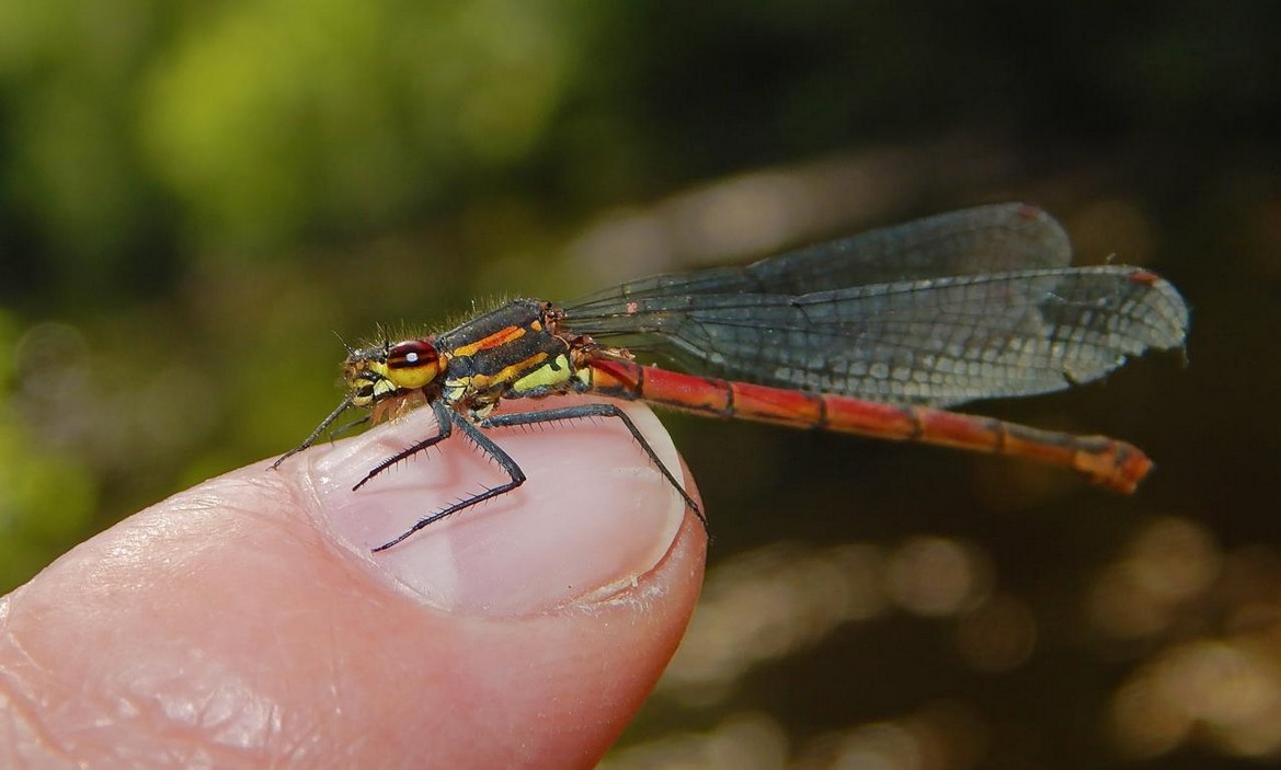 Libelle auf Zeigefinger